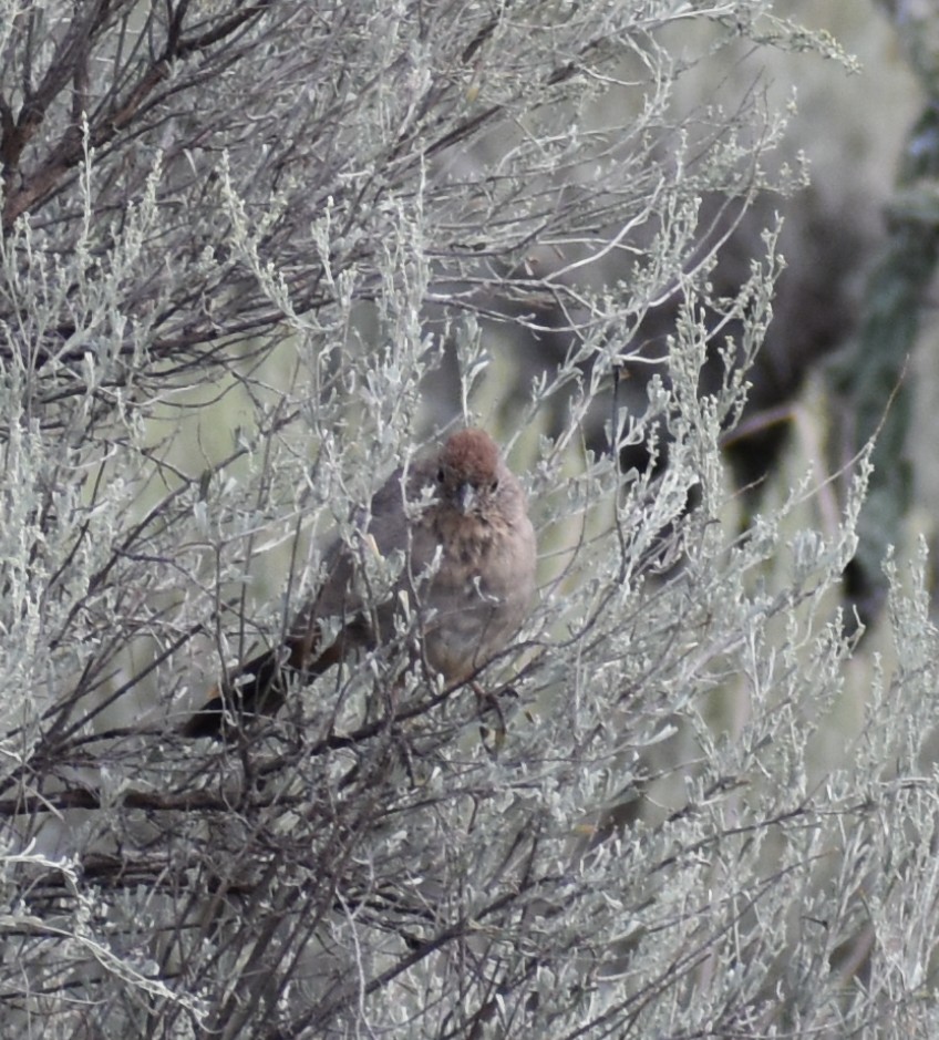 Canyon Towhee - ML641876744
