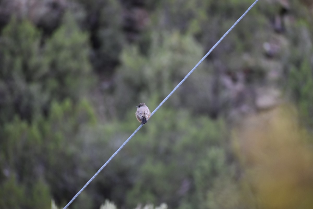Canyon Towhee - ML641876746