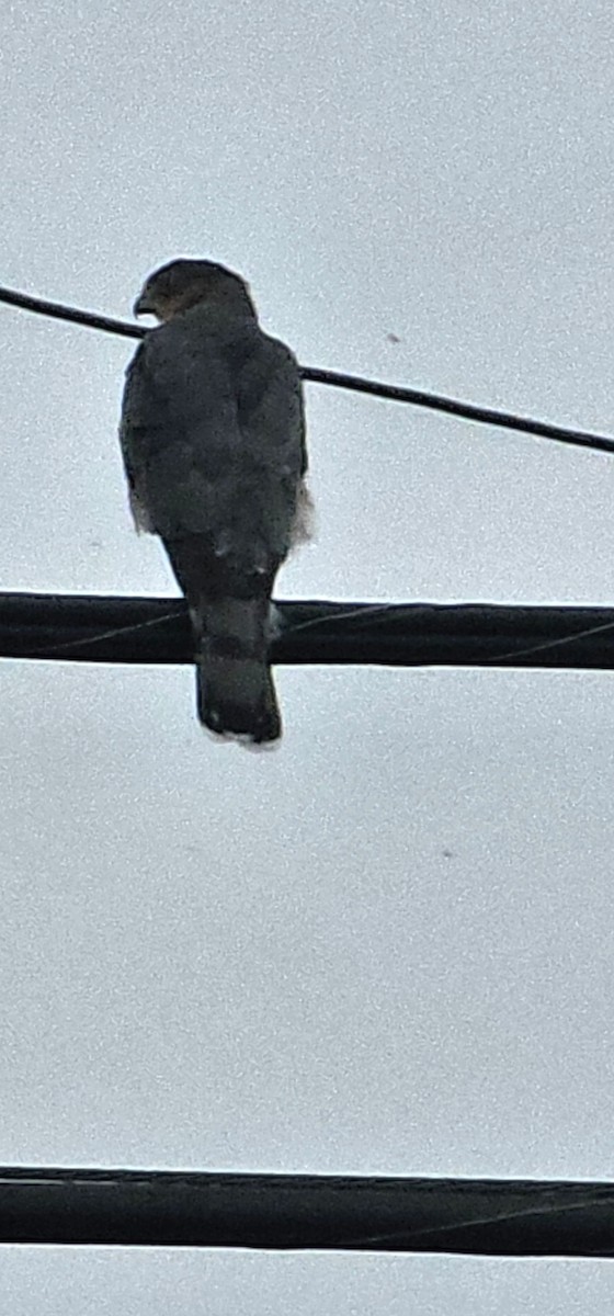 Cooper's Hawk - ML641876765