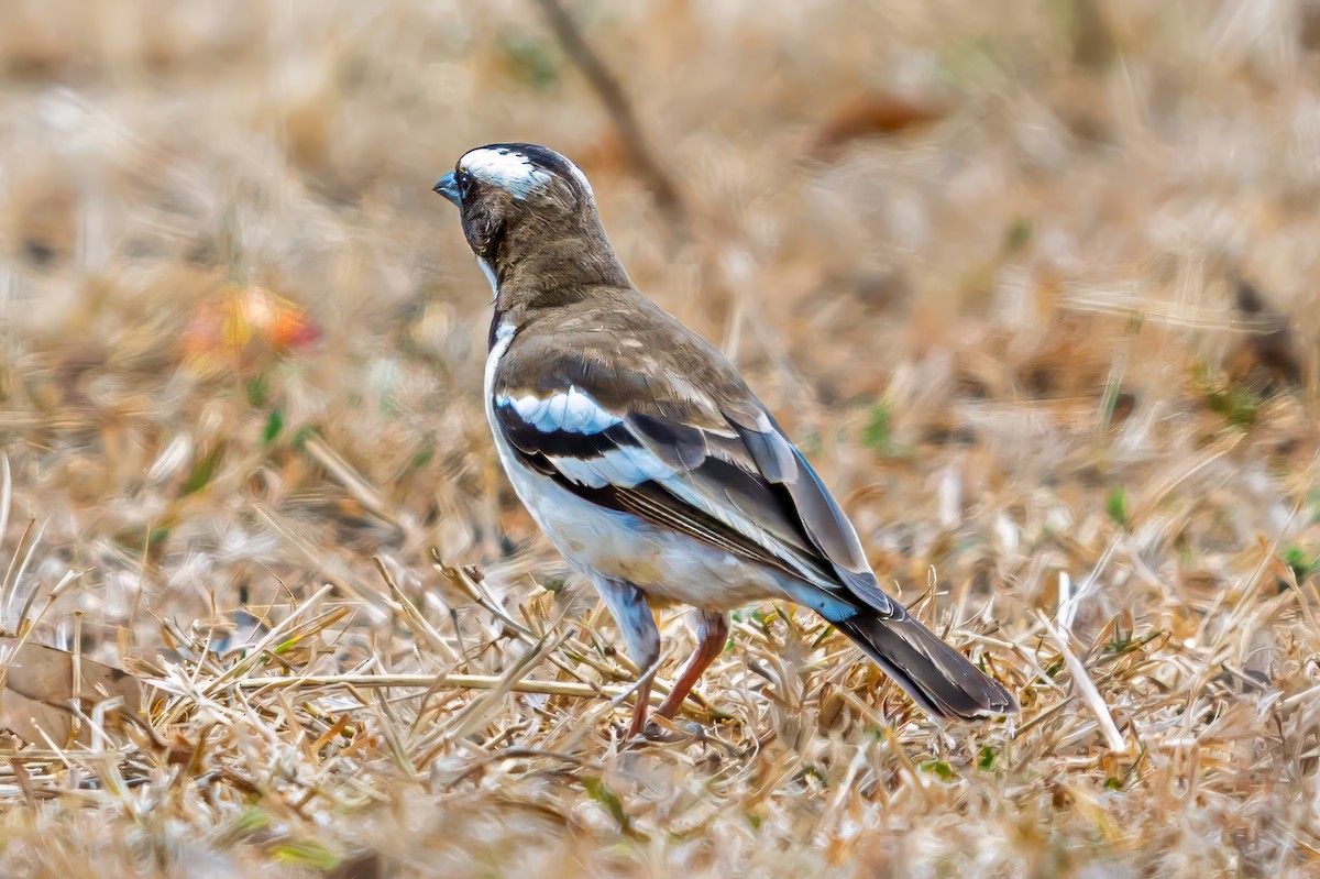 White-browed Sparrow-Weaver - ML641876772