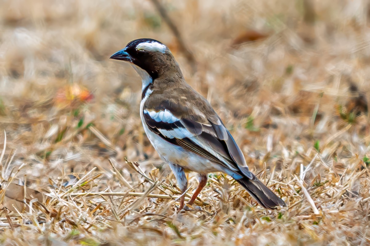 White-browed Sparrow-Weaver - ML641876773