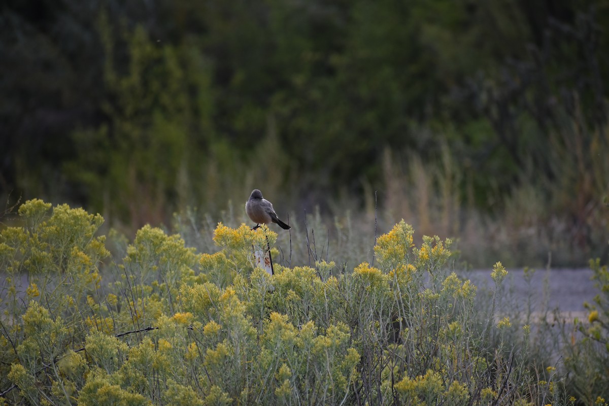 Say's Phoebe - ML641876785