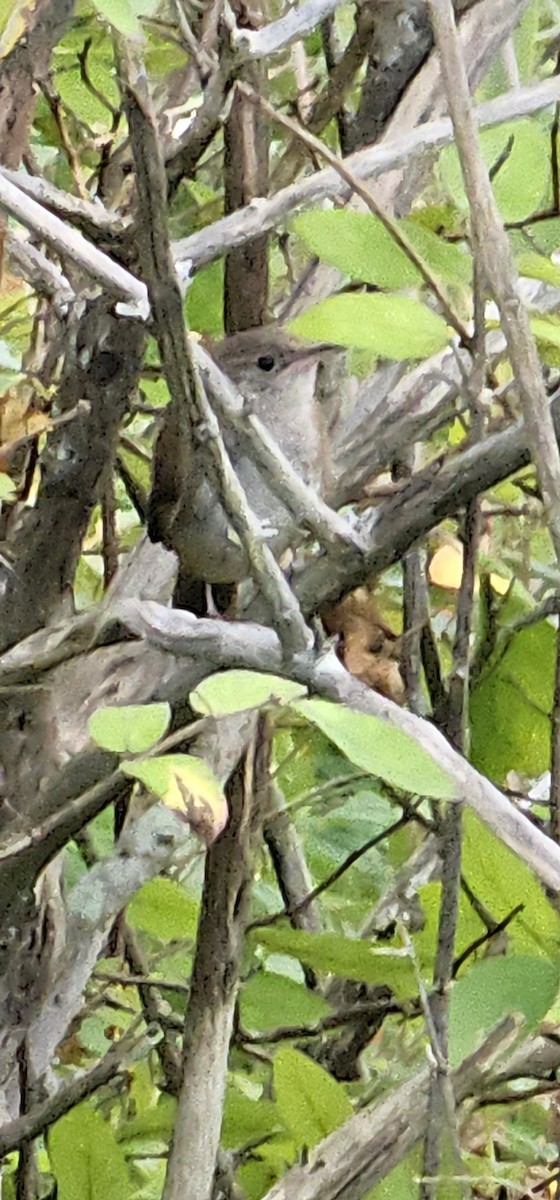 Northern House Wren - ML641876799