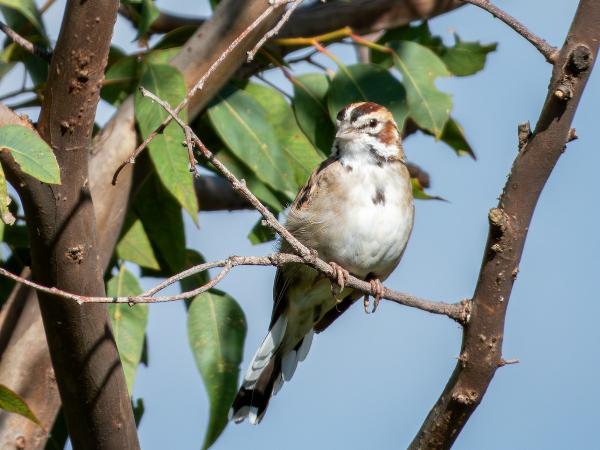 Lark Sparrow - ML641876828