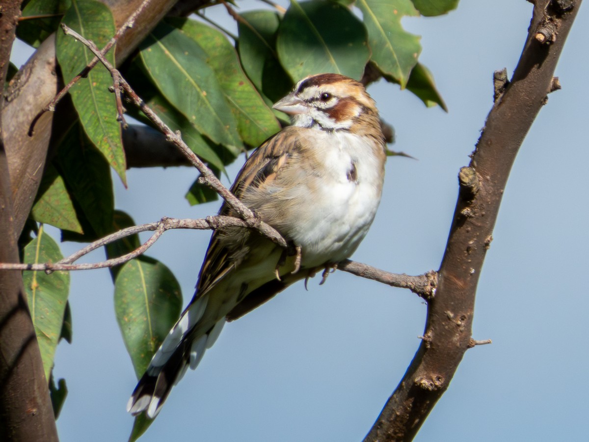 Lark Sparrow - ML641876829