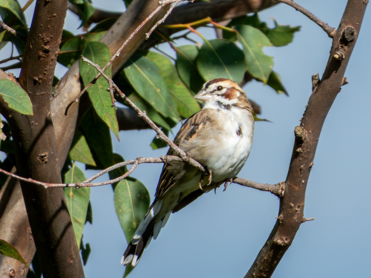 Lark Sparrow - ML641876830