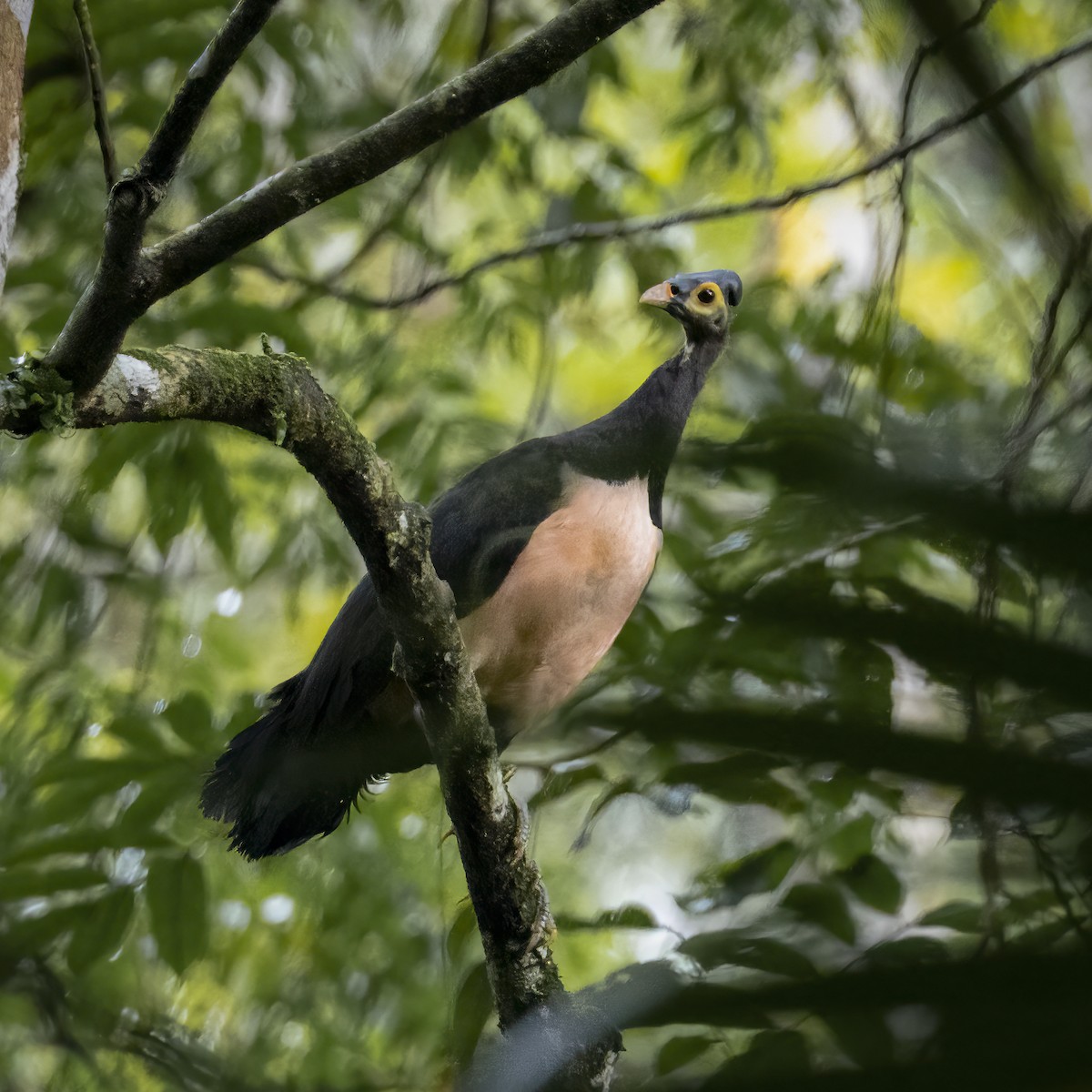 Maleo - ML641876850