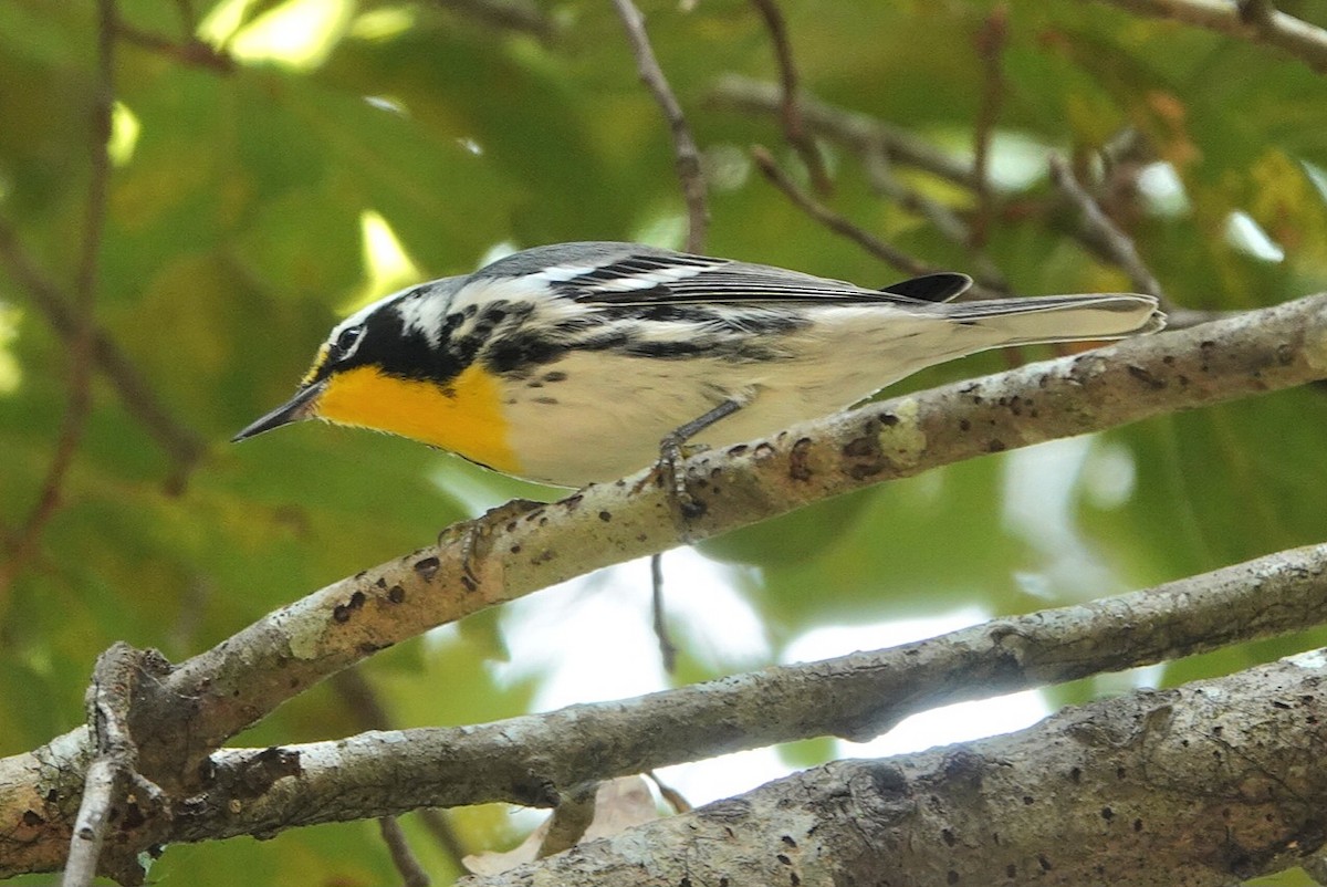 Yellow-throated Warbler - ML641876853