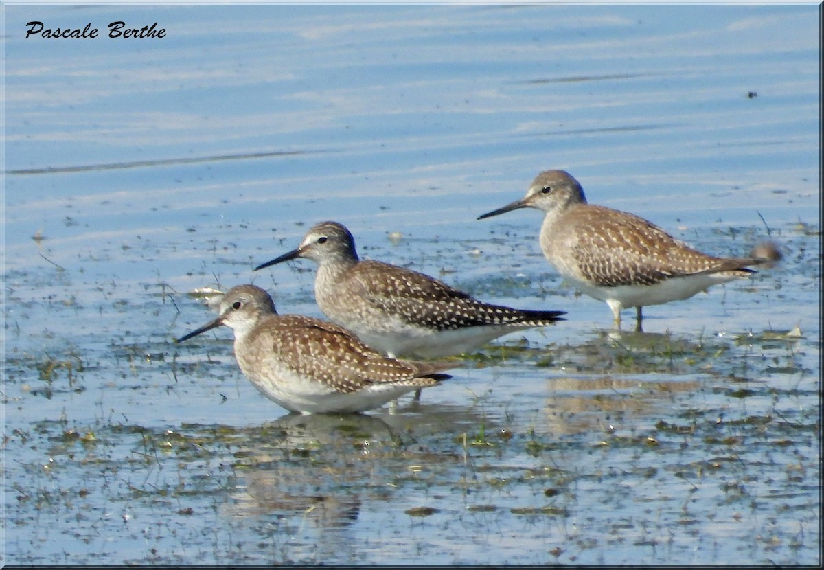 Lesser Yellowlegs - ML641876860