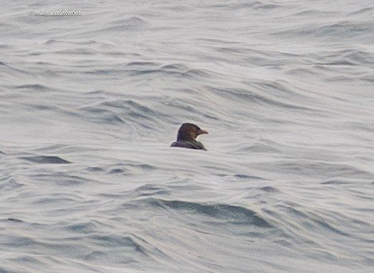 Rhinoceros Auklet - ML641876872