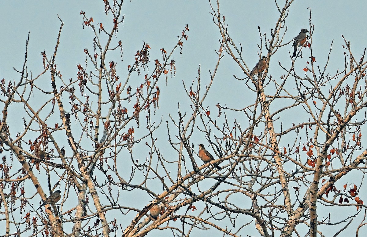 American Robin - ML641876875