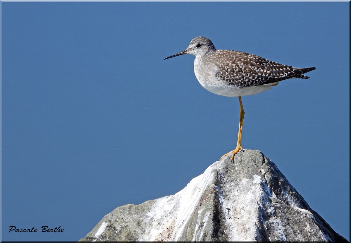 Lesser Yellowlegs - ML641876877