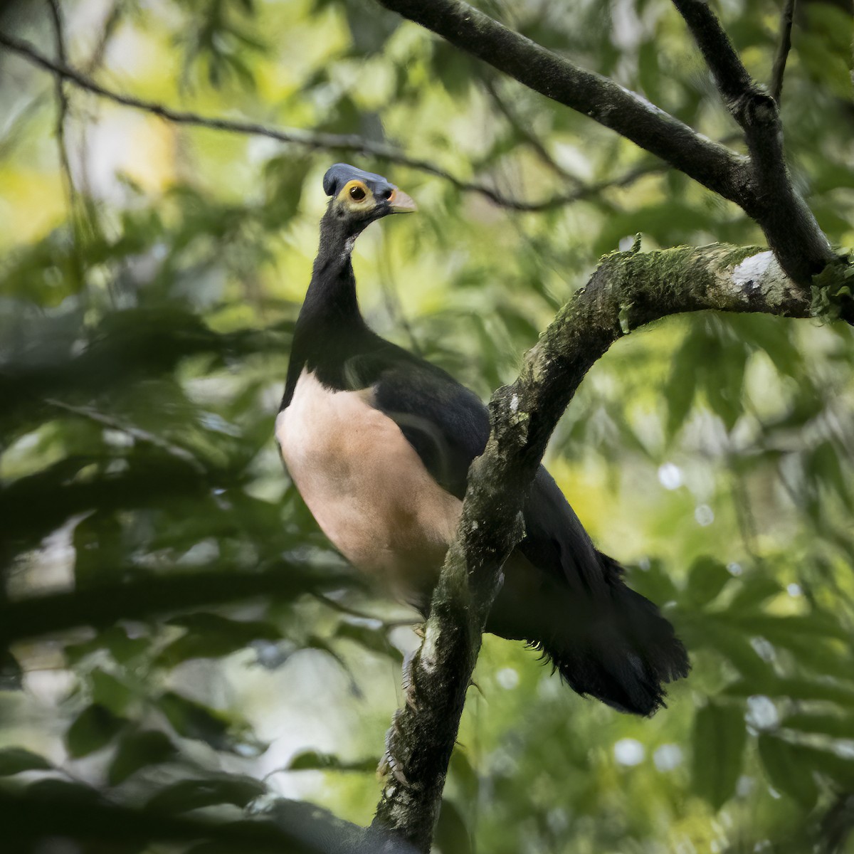 Maleo - ML641876890