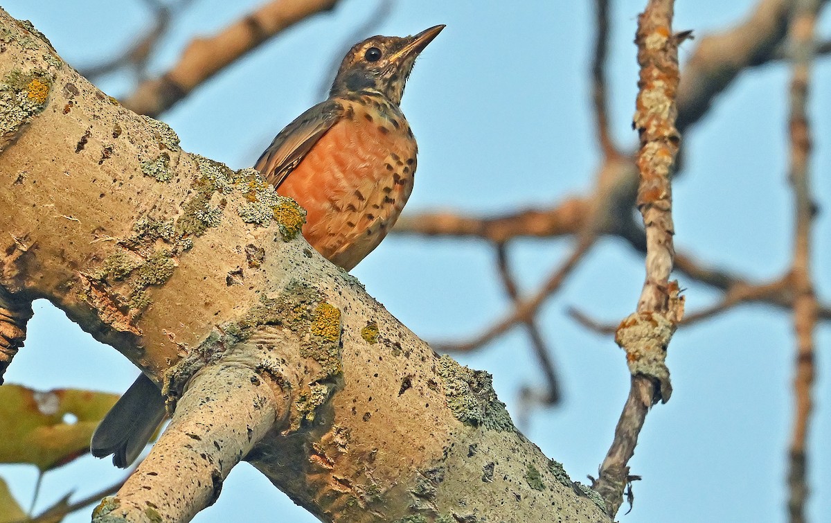 American Robin - ML641876901