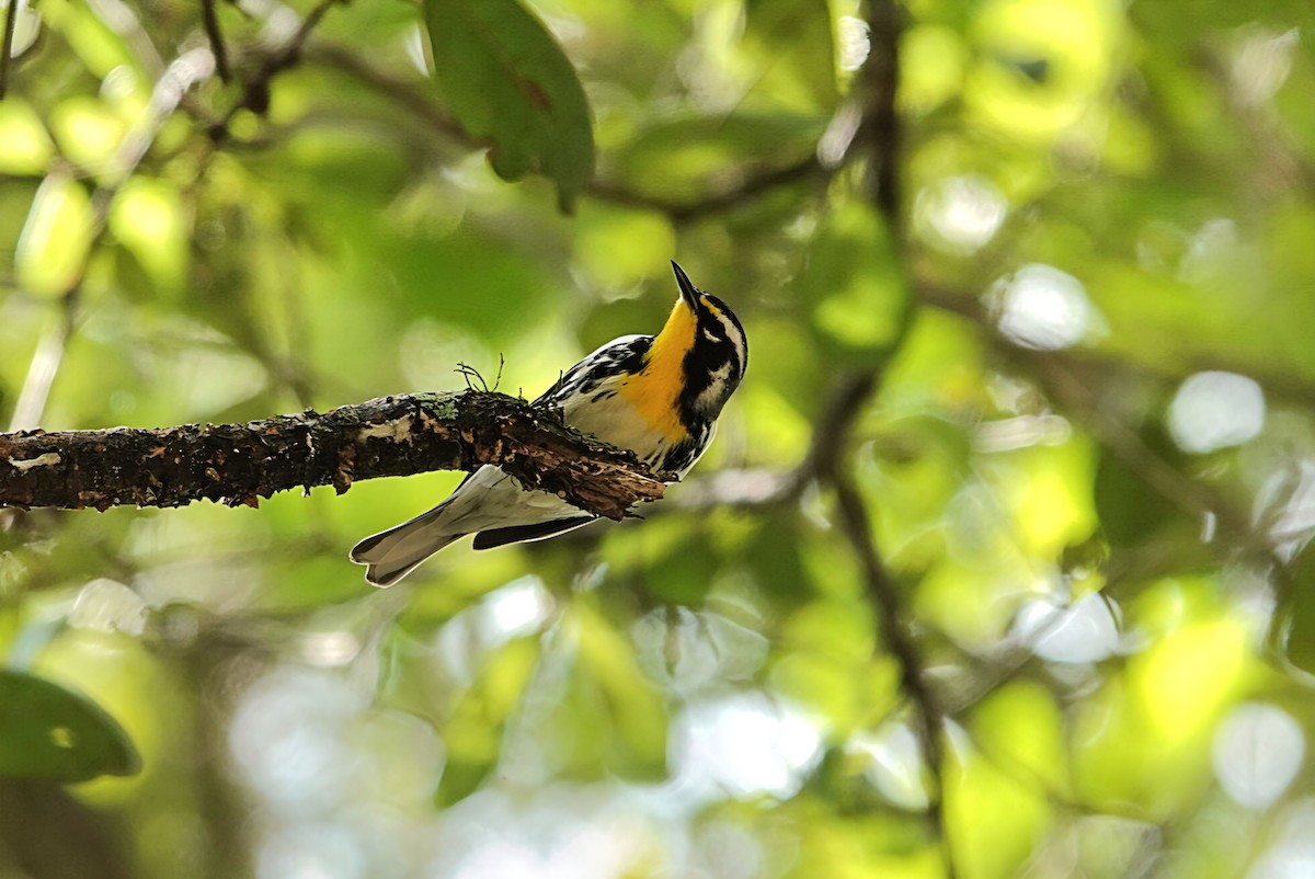 Yellow-throated Warbler - ML641876906