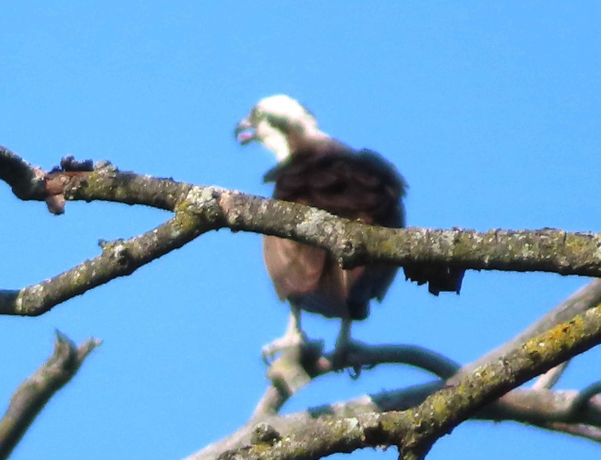 Osprey - ML641876908