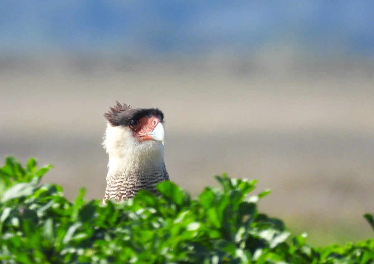Crested Caracara - ML641876912