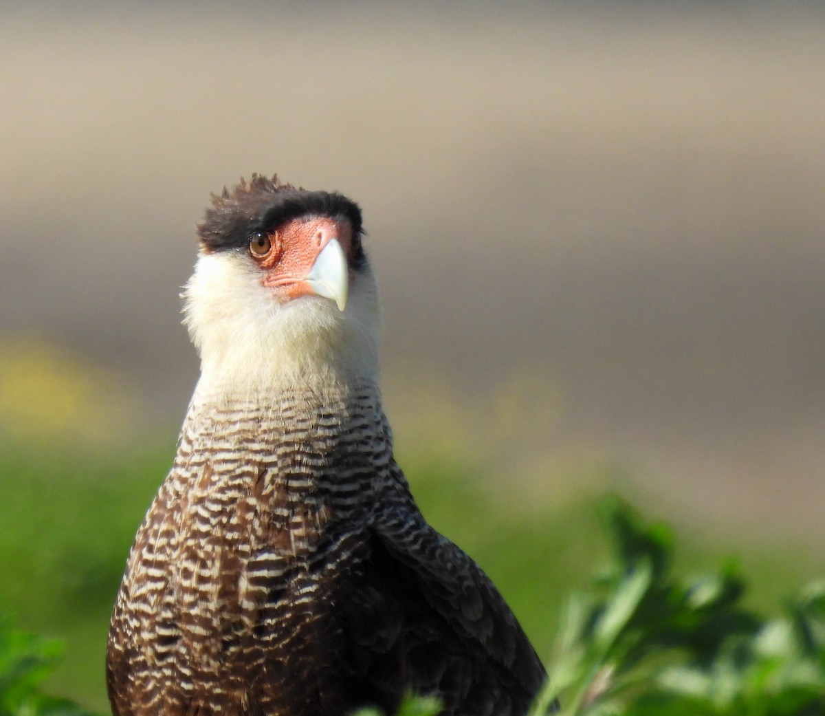 Crested Caracara - ML641876913