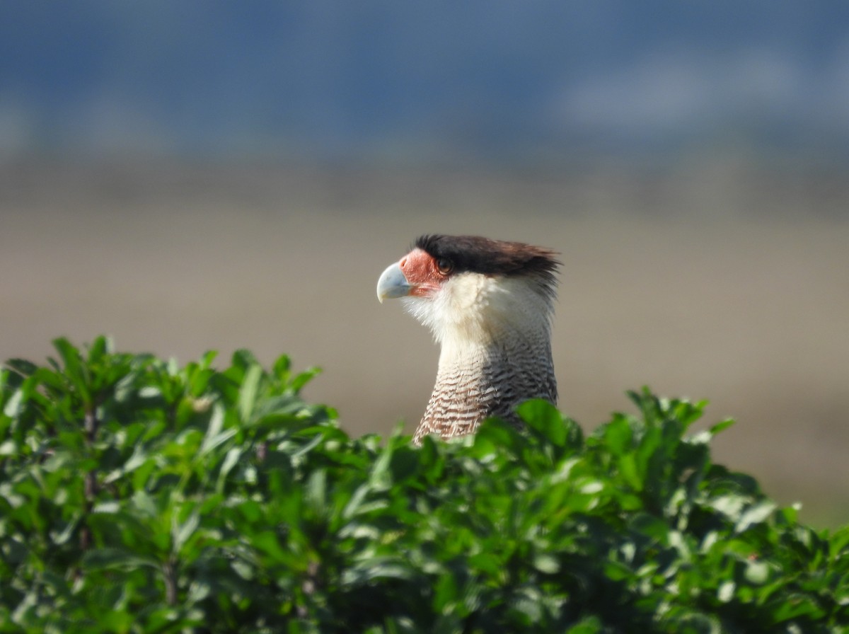 Crested Caracara - ML641876914