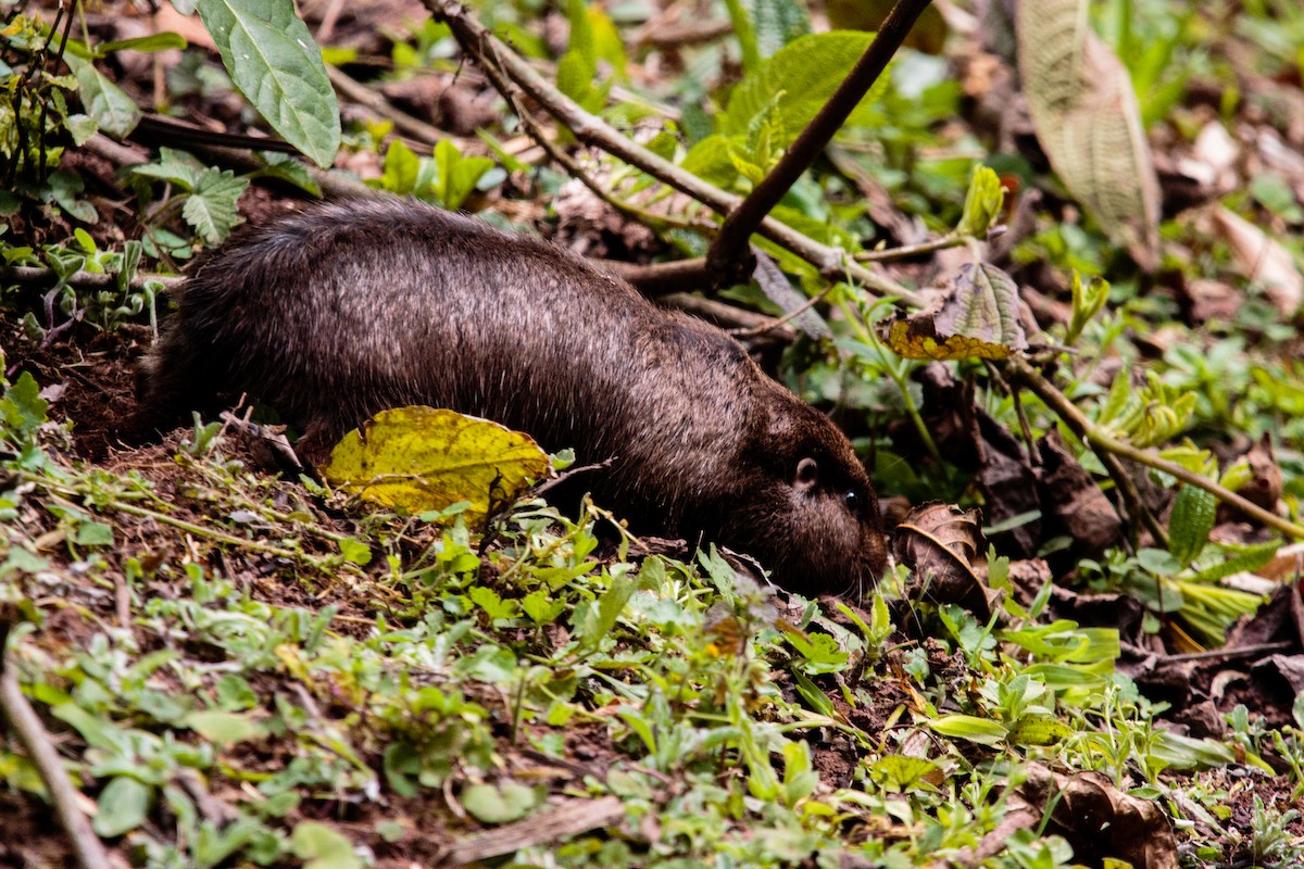 Jujuy Tuco-tuco - ML641876934