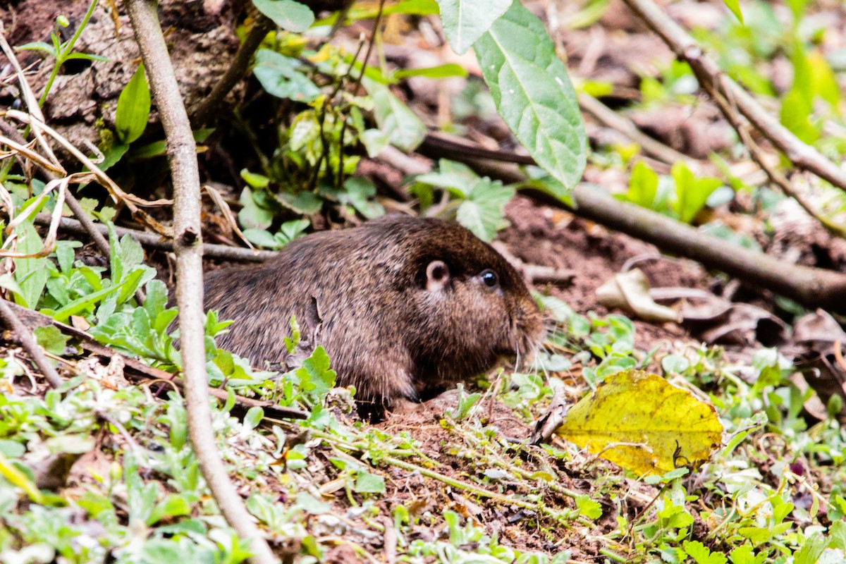 Jujuy Tuco-tuco - ML641876935