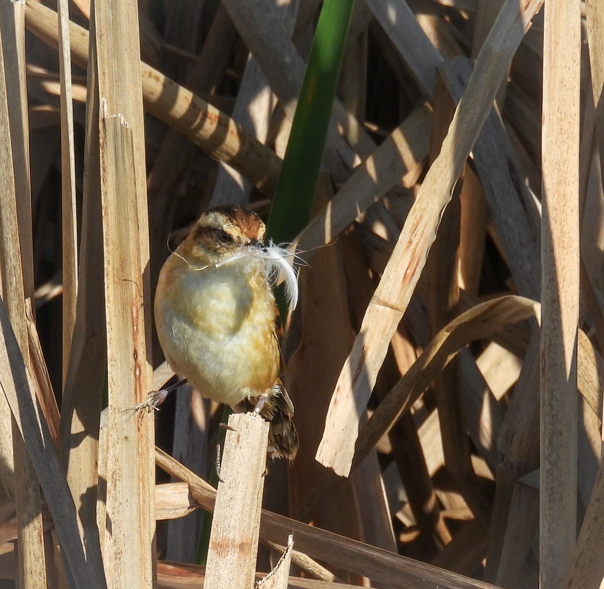 Wren-like Rushbird - ML641876948
