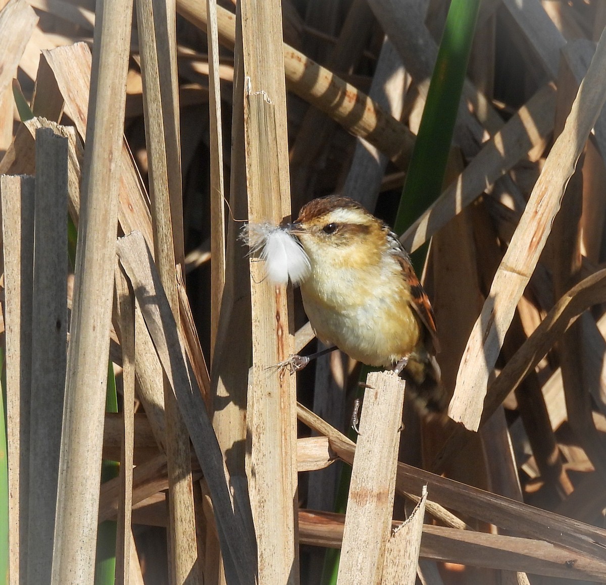 Wren-like Rushbird - ML641876949