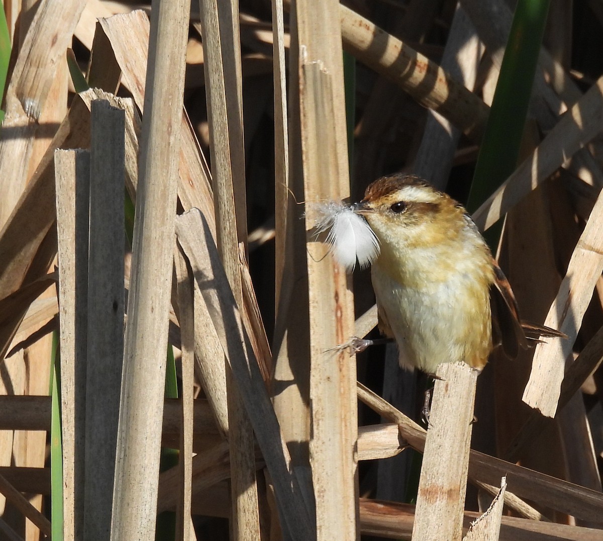 Wren-like Rushbird - ML641876950