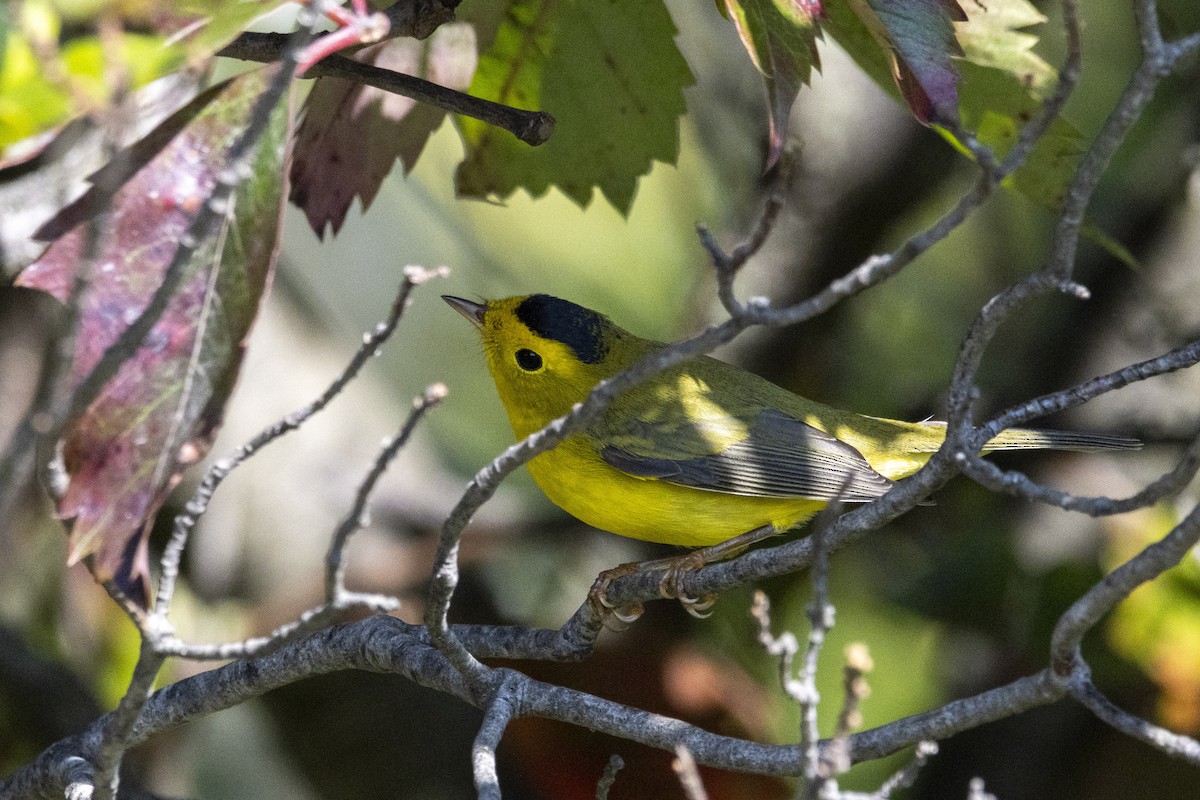 Wilson's Warbler - ML641876955