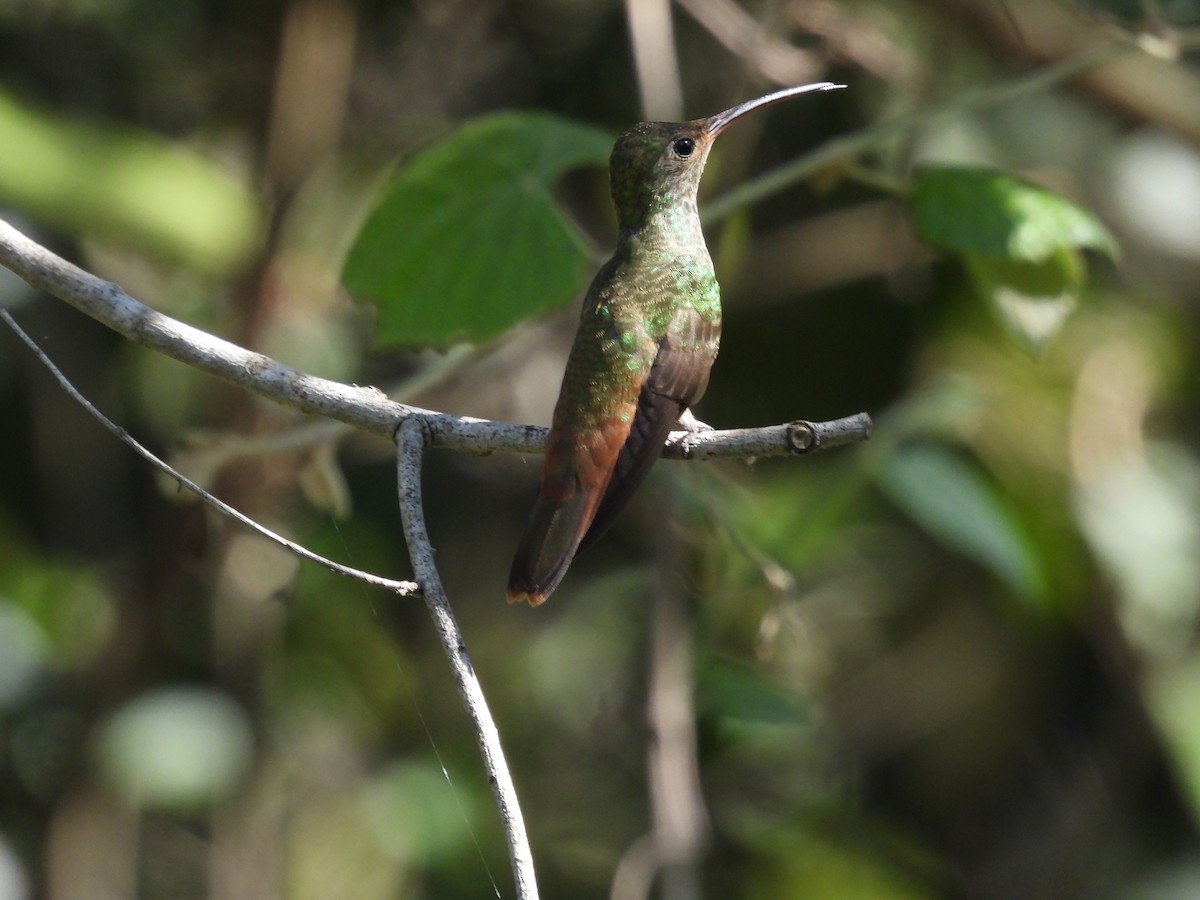Buff-bellied Hummingbird (Northern) - ML641876956