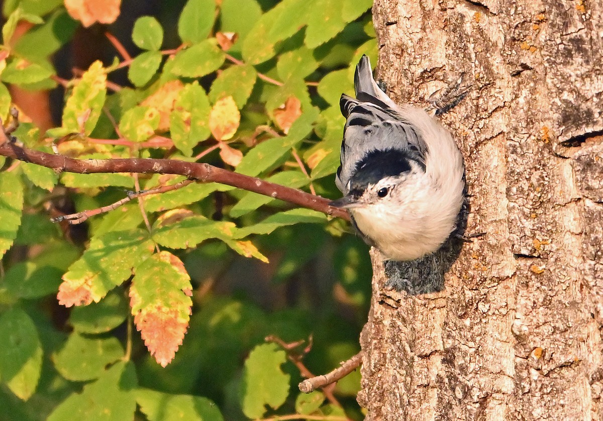 White-breasted Nuthatch - ML641876958