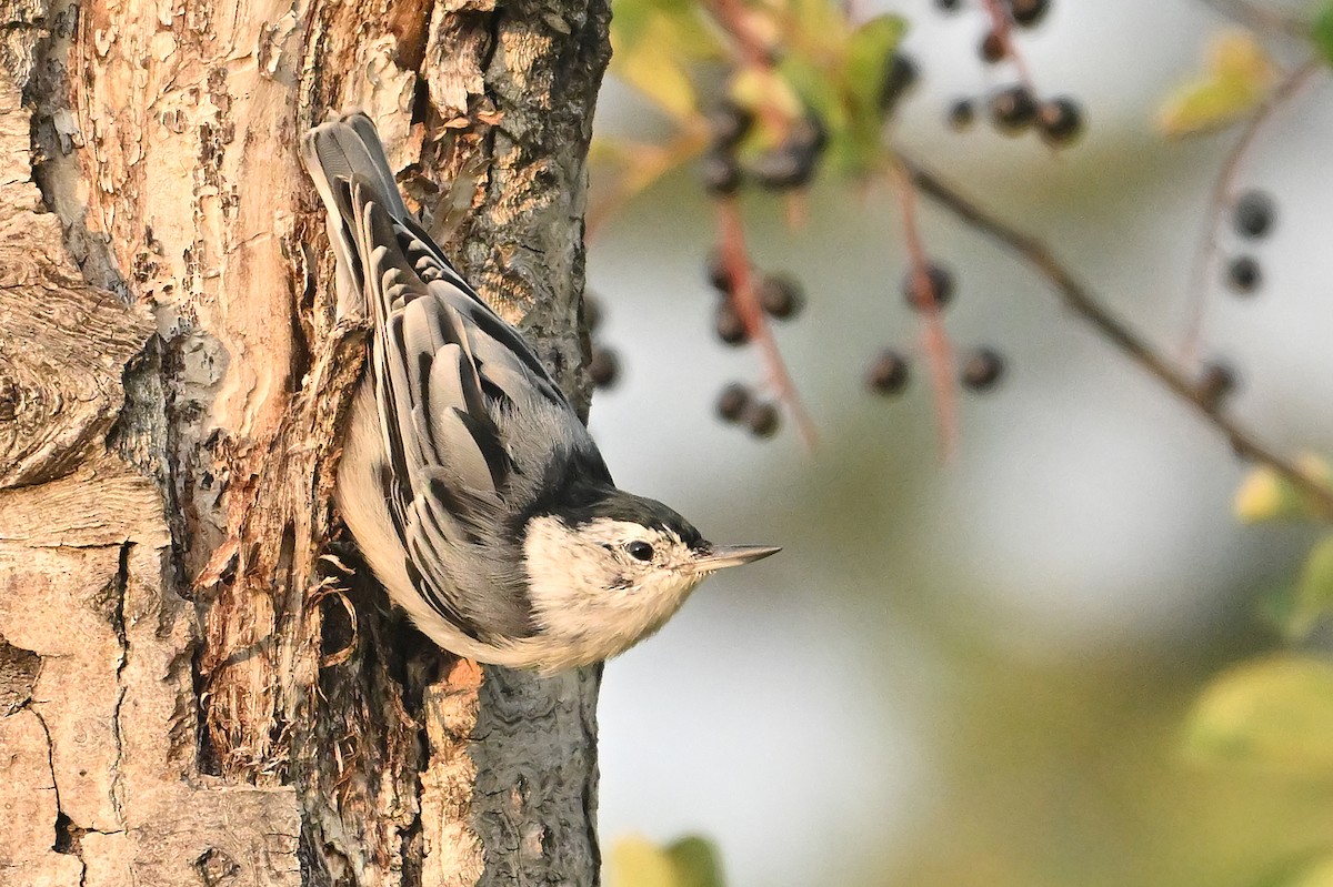 White-breasted Nuthatch - ML641876961