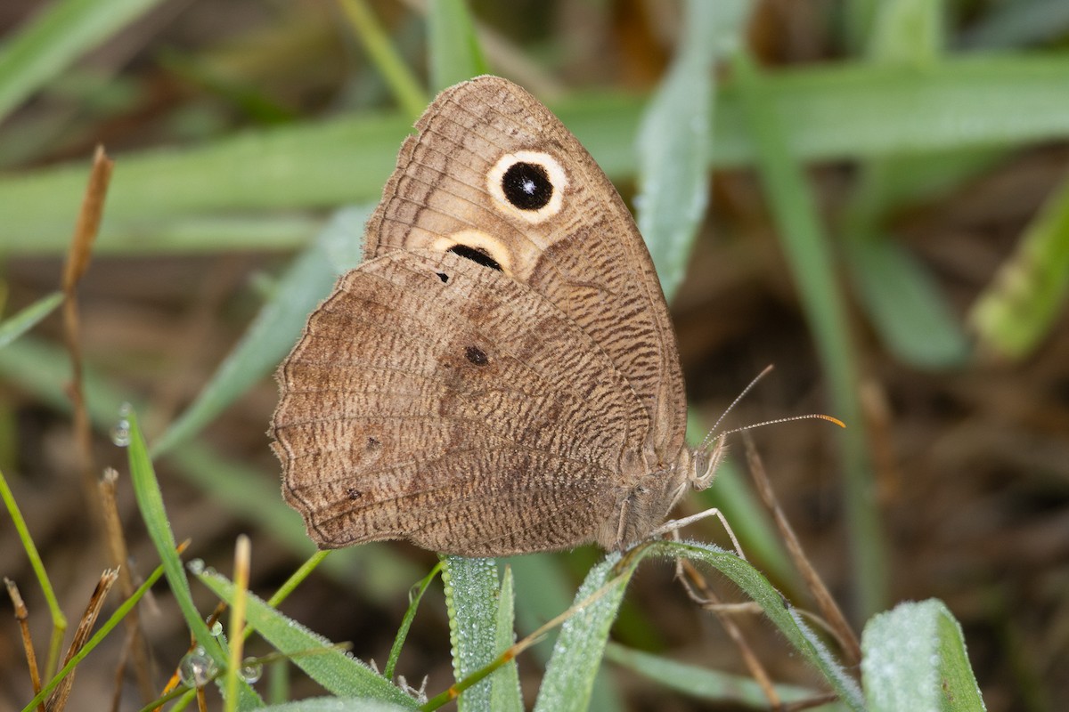 Common Wood-Nymph