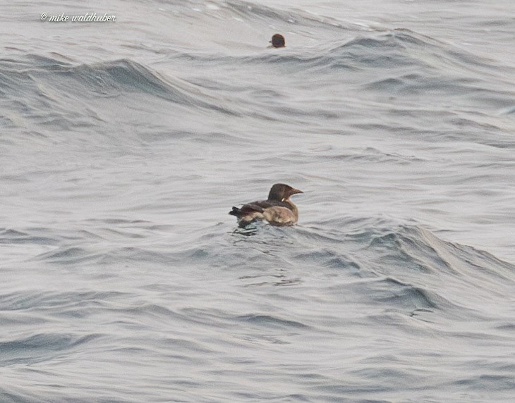 Rhinoceros Auklet - ML641876966