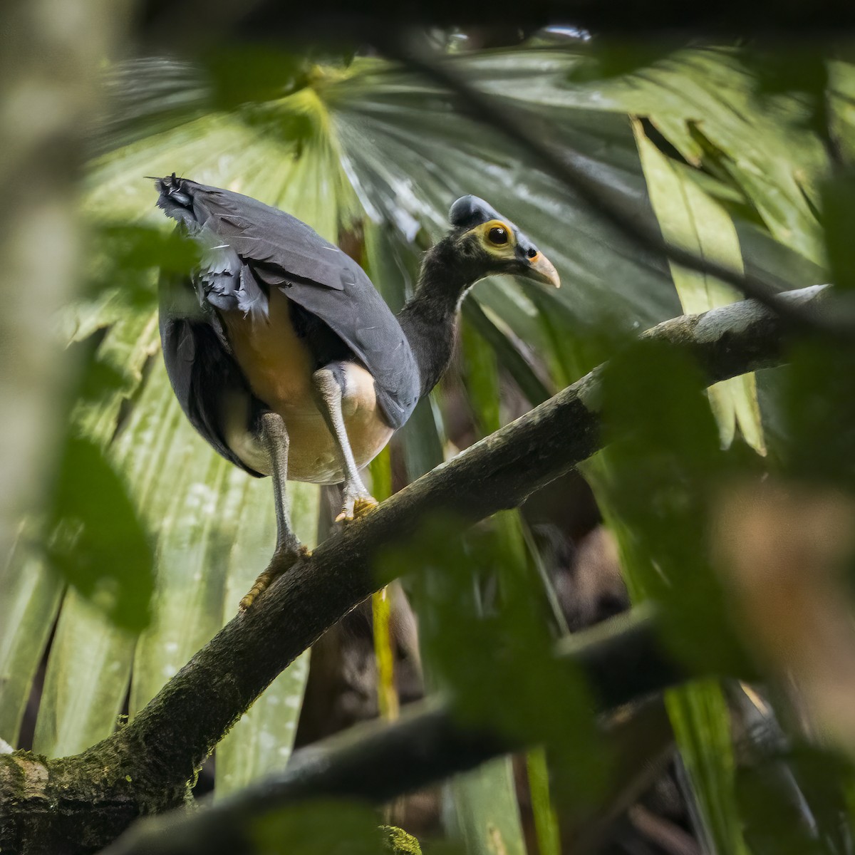 Maleo - ML641876968