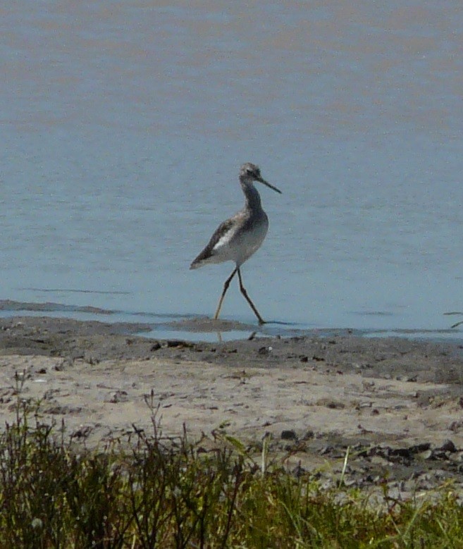 Greater Yellowlegs - ML641876985