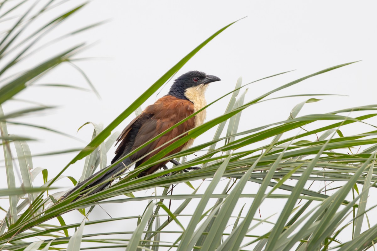 Blue-headed Coucal - ML641876989