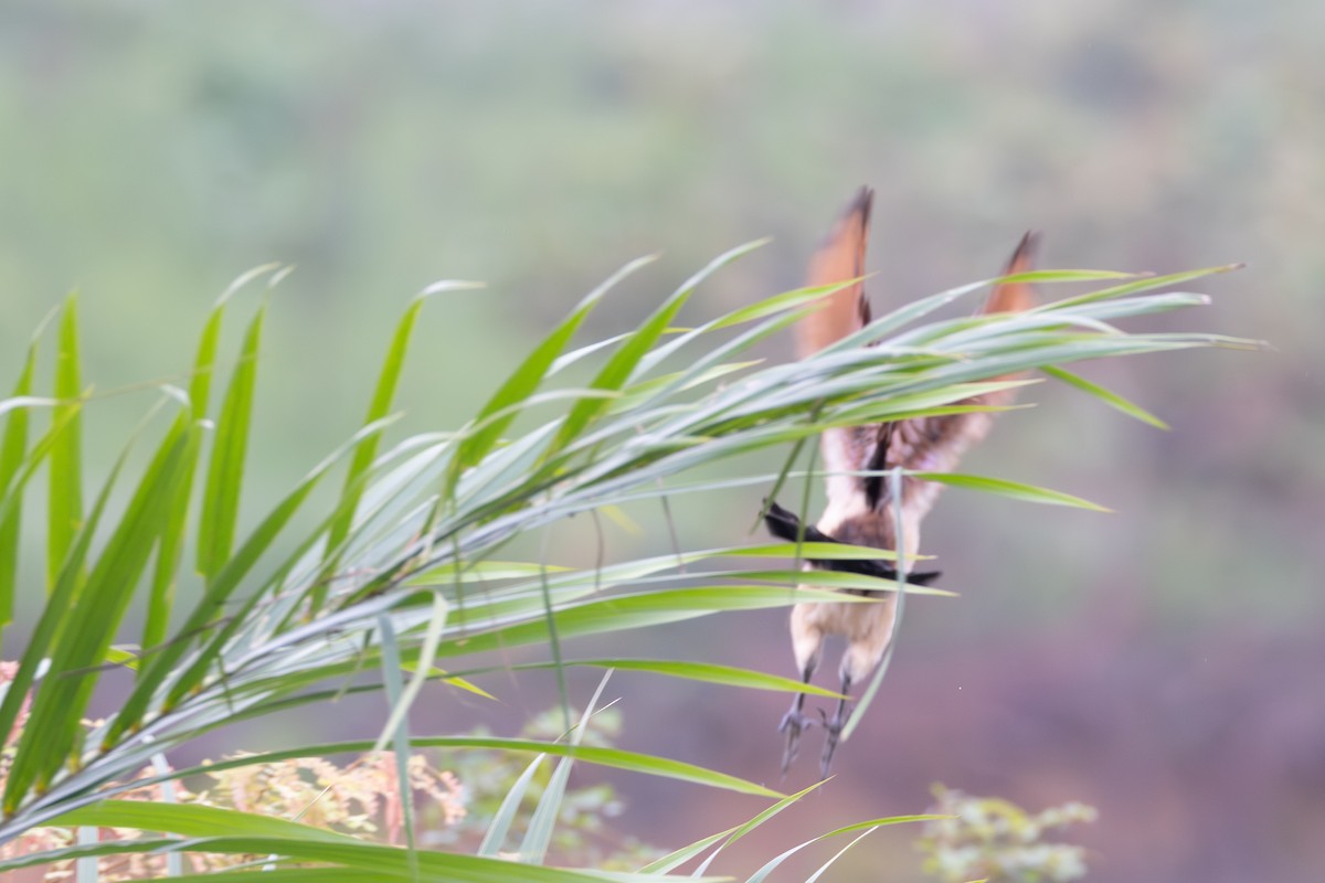 Blue-headed Coucal - ML641876990