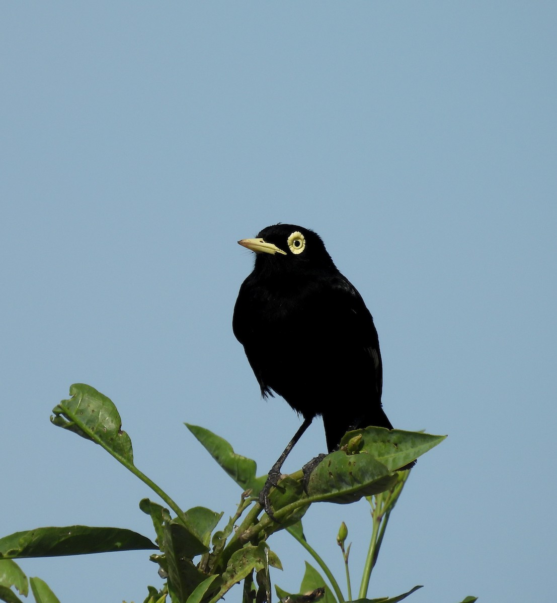 Spectacled Tyrant - ML641876998