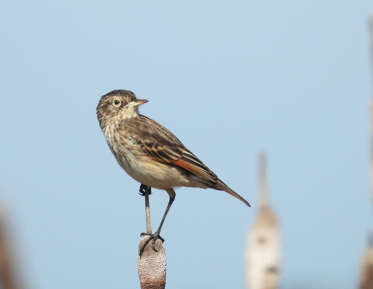 Spectacled Tyrant - ML641877000