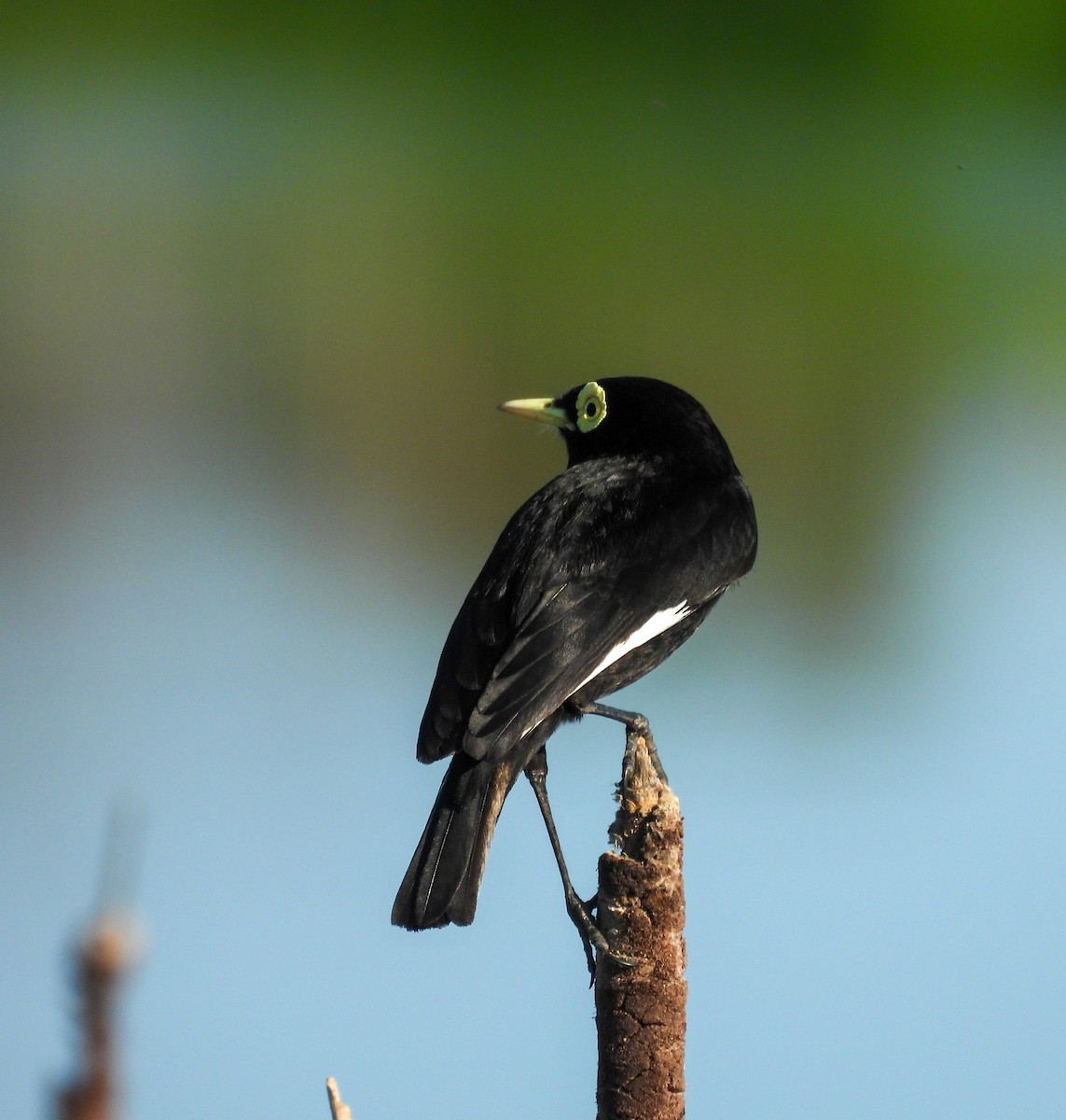 Spectacled Tyrant - ML641877001