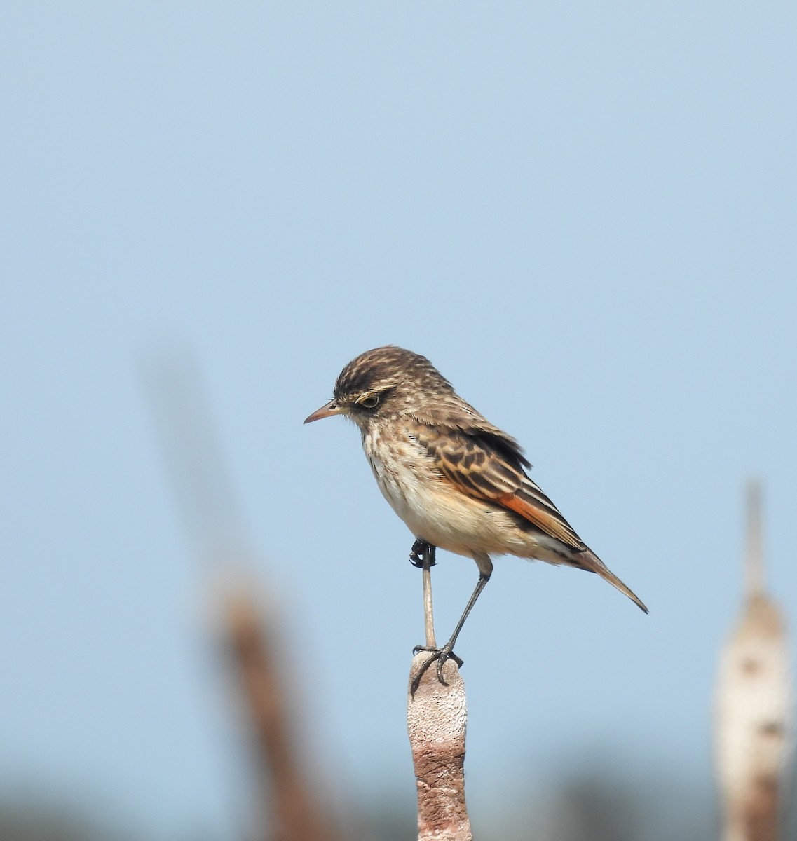 Spectacled Tyrant - ML641877002