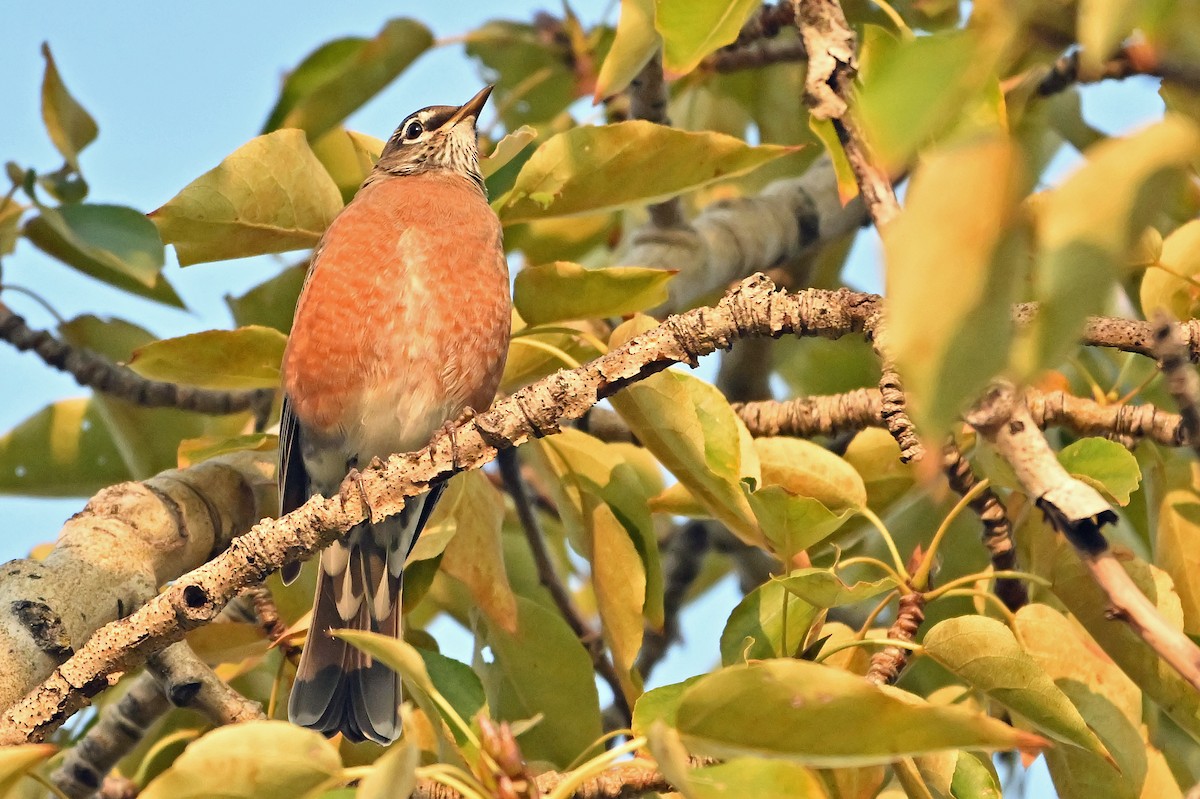 American Robin - ML641877015