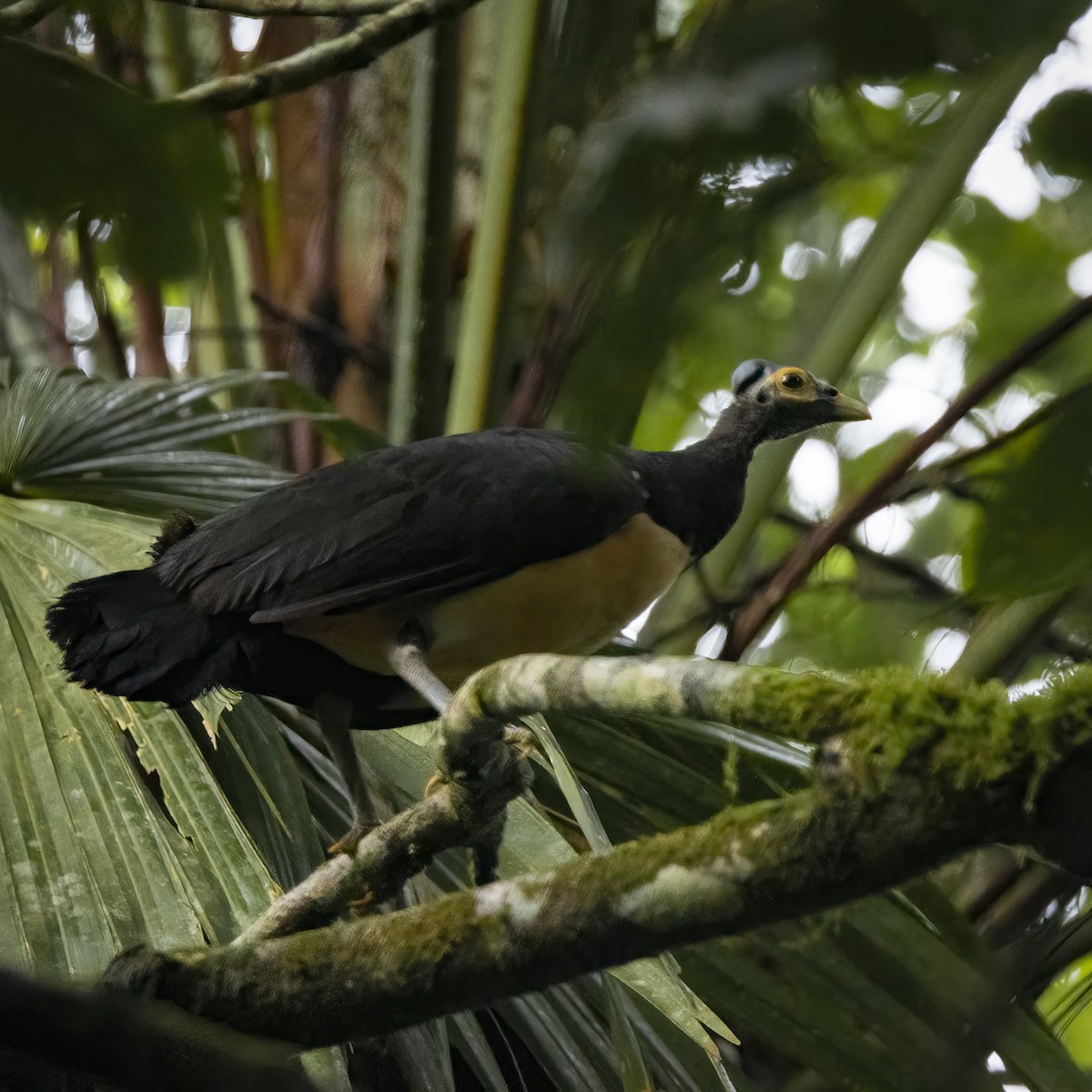 Maleo - ML641877018