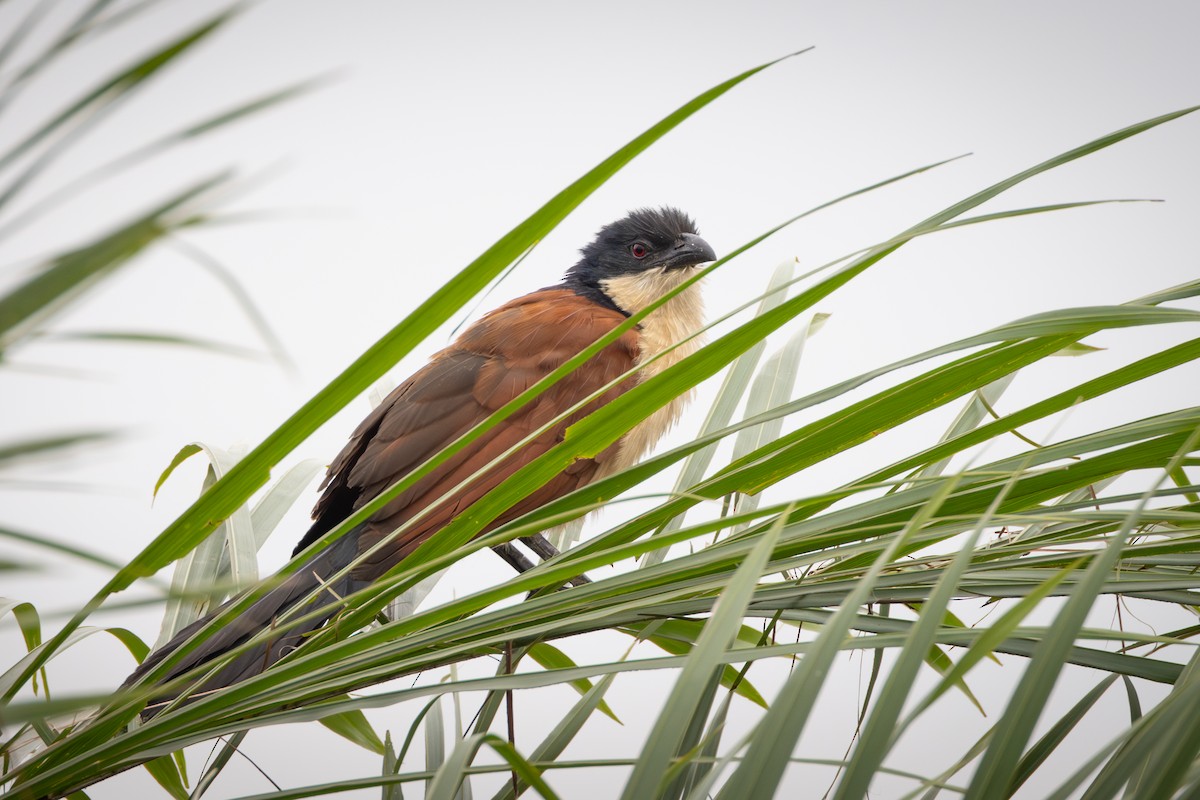 Blue-headed Coucal - ML641877029