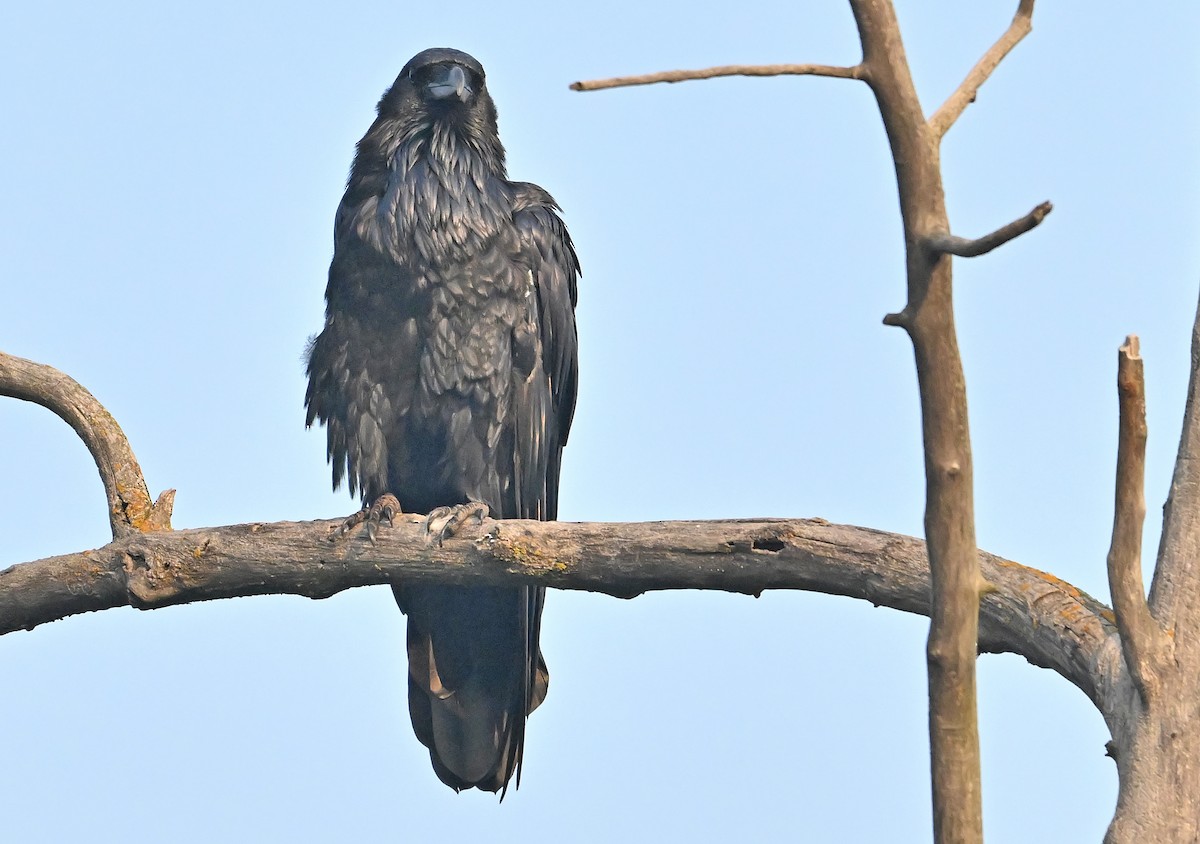 Common Raven - ML641877033