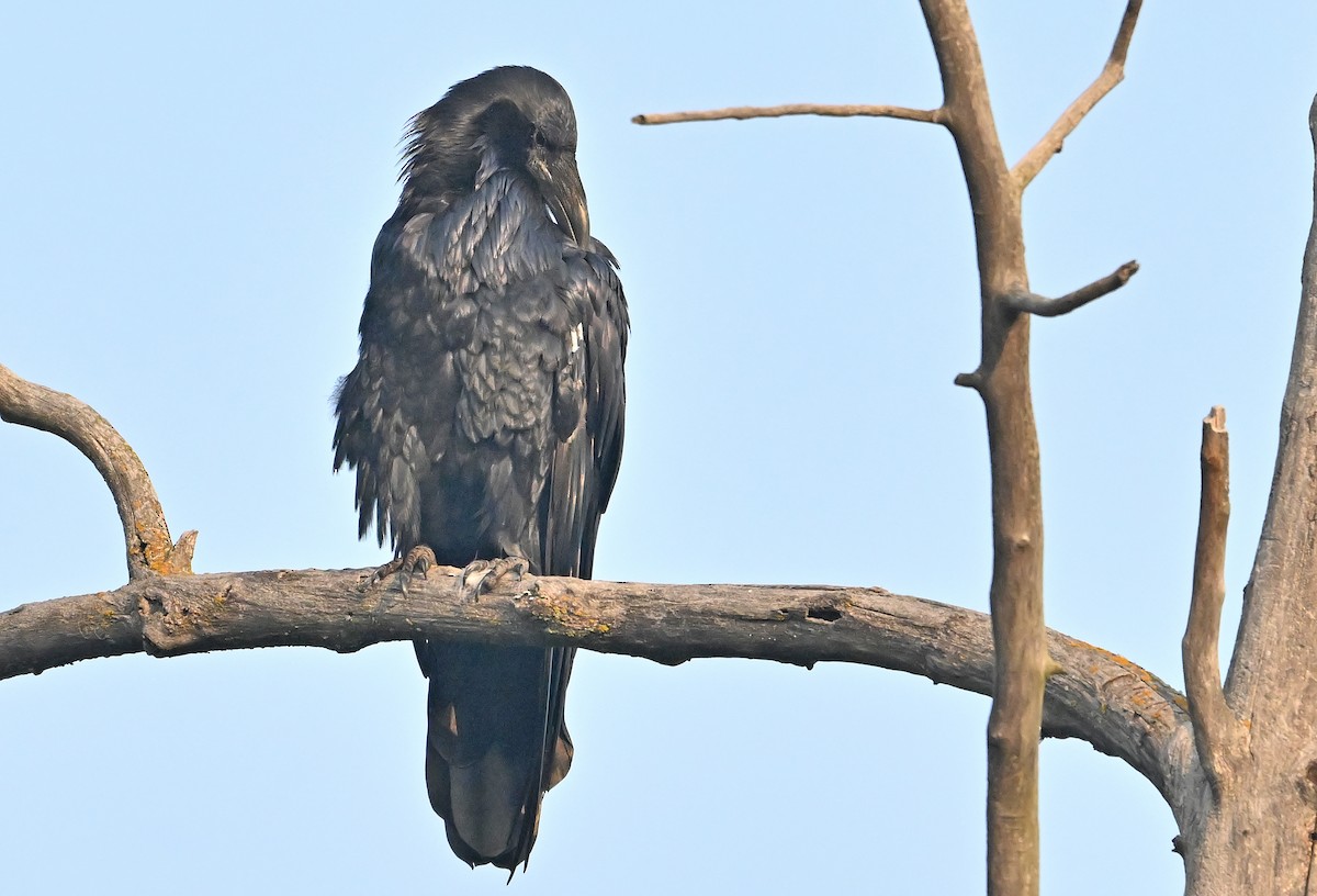 Common Raven - ML641877043