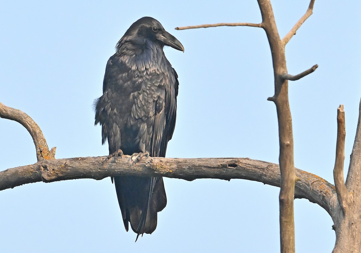 Common Raven - ML641877045