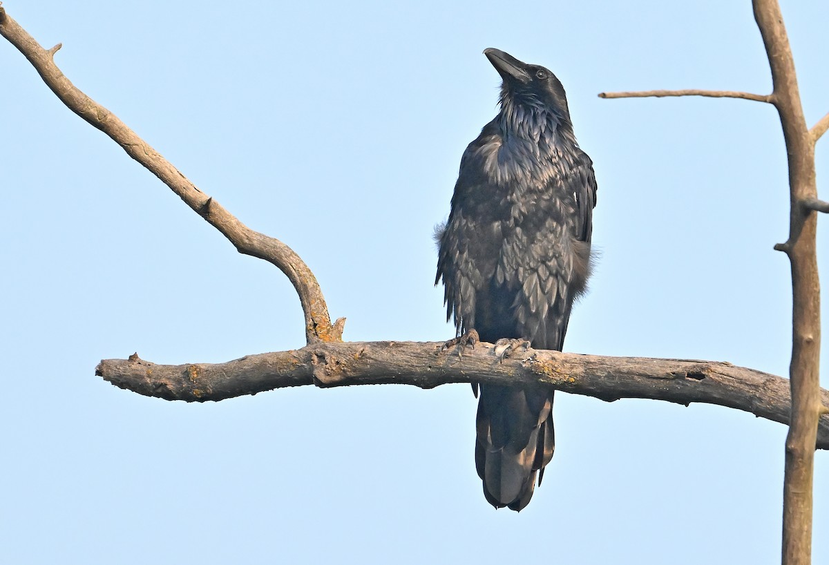 Common Raven - ML641877052