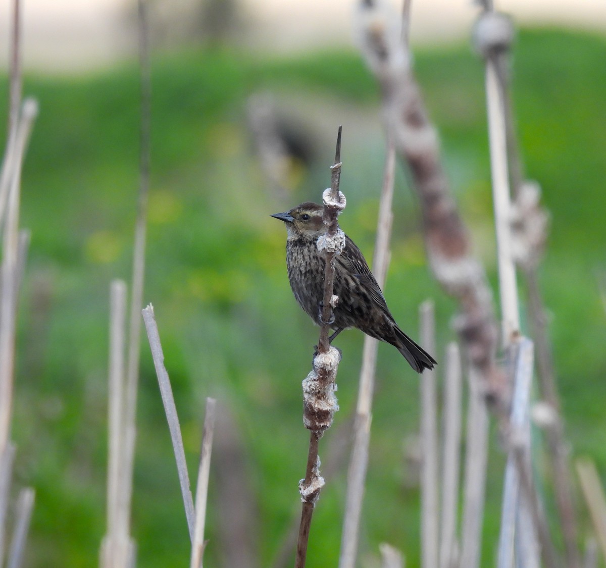 Yellow-winged Blackbird - ML641877055